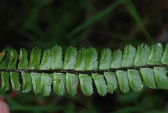 Asplenium monanthes