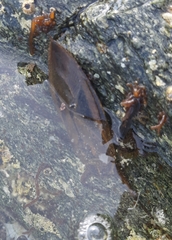 Lethocerus patruelis