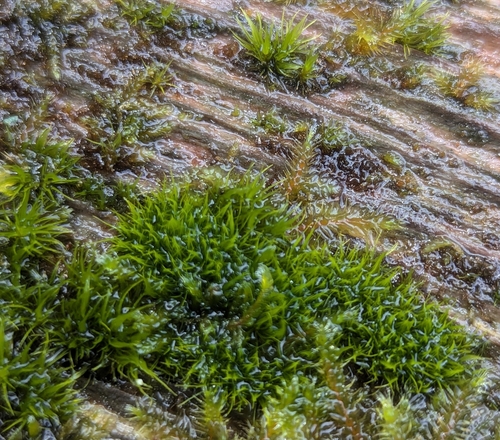 Image of Dicranum tauricum by (c) Bryn, some rights reserved (CC BY)