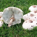 Chlorophyllum molybdites - Photo (c) Christian Schwarz, μερικά δικαιώματα διατηρούνται (CC BY-NC), uploaded by Christian Schwarz