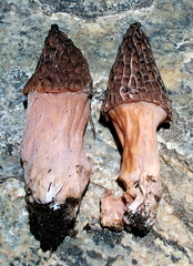 Morchella snyderi image