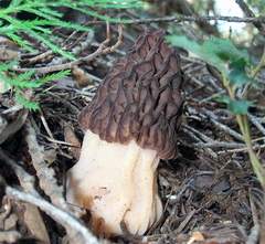 Morchella snyderi image