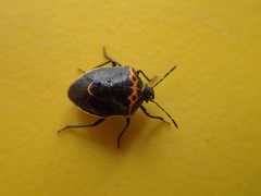 Cosmopepla conspicillaris