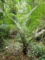 Phytelephas seemannii