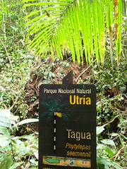 Phytelephas seemannii