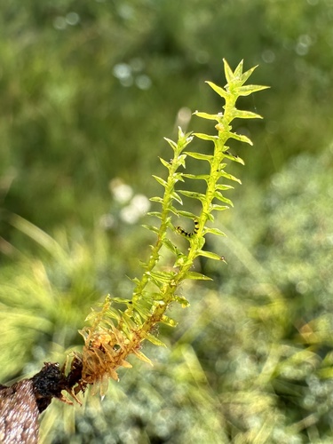 Image of Meesia triquetra by (c) Matt Berger, some rights reserved (CC BY)