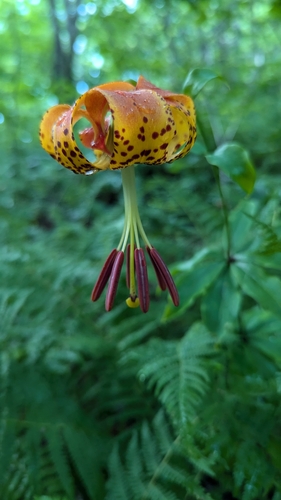 Image of Lilium michauxii by (c) Alina Martin, some rights reserved (CC BY)