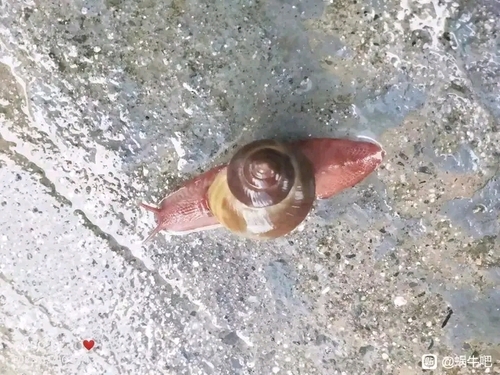 Cryptozona erratica