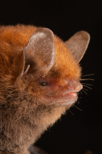 Malagasy Mouse-eared Bat