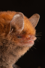 Malagasy Mouse-Eared Bat photo 2