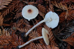 Lepiota castaneidisca image