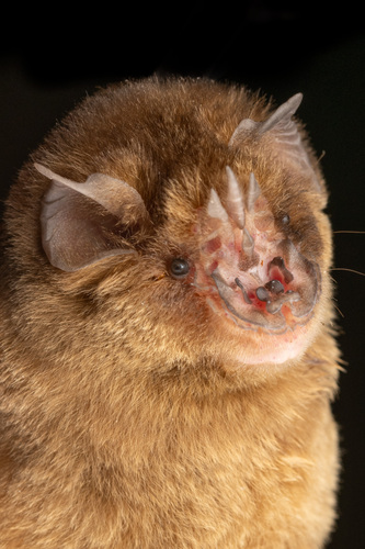 Rufous Trident Bat (Triaenops menamena) — Least Concern Mammalia
