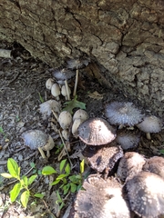 Coprinellus flocculosus