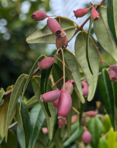 Foto de Pedra-ume-caá
