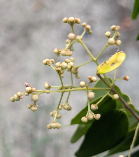 Foto de Pedra-ume-caá