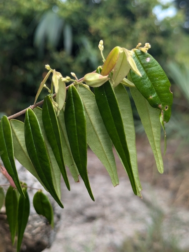 Foto de Pedra-ume-caá
