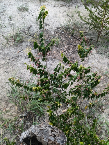 Pedra-ume-caá