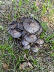 Coprinellus flocculosus