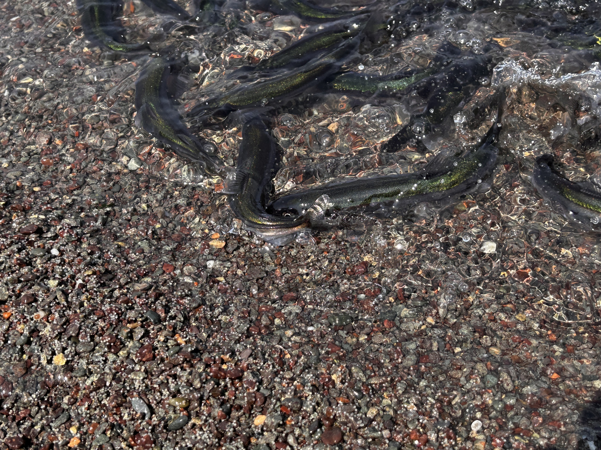 柳葉魚 (多春魚) Mallotus villosus