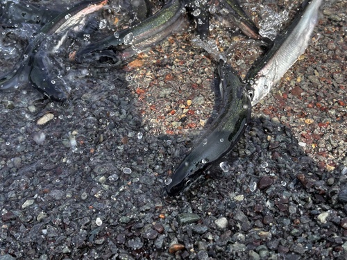 Breakfast fish (Mallotus villosus) — Osmeridae — 2