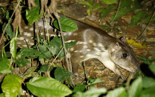 Spotted Paca, Margem direita do Rio Cristalino, s/n, Alta Floresta - MT, 78580-000, Brazil, photo 10 of 10