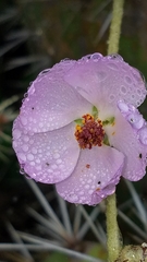 Malacothamnus fasciculatus catalinensis
