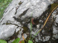 Polydesmus complanatus