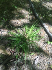 Carex deweyana