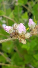 Malacothamnus fasciculatus catalinensis