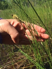Carex lasiocarpa