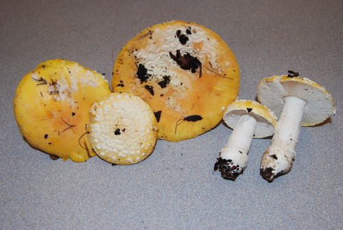 Sunshine Amanita