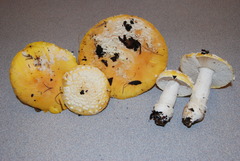 Amanita aprica image