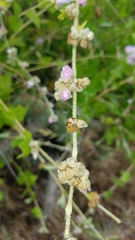 Malacothamnus fasciculatus catalinensis