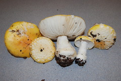 Amanita aprica image