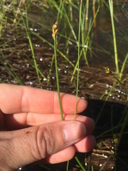 Carex chordorrhiza