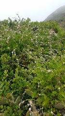 Malacothamnus fasciculatus catalinensis