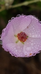 Malacothamnus fasciculatus catalinensis