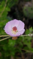 Malacothamnus fasciculatus catalinensis