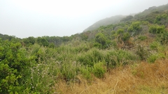 Malacothamnus fasciculatus catalinensis