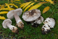 Amanita protecta image