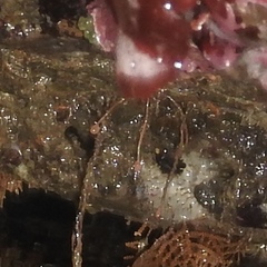 Ectopleura