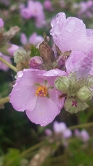 Malacothamnus fasciculatus catalinensis