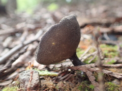 Helvella corium