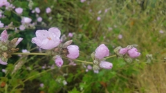 Malacothamnus fasciculatus catalinensis