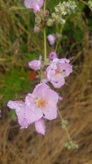 Malacothamnus fasciculatus catalinensis