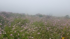 Malacothamnus fasciculatus catalinensis