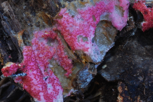 pink polypore mould