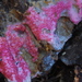 Pink Polypore Mould - Photo (c) Christian Schwarz, some rights reserved (CC BY-NC), uploaded by Christian Schwarz