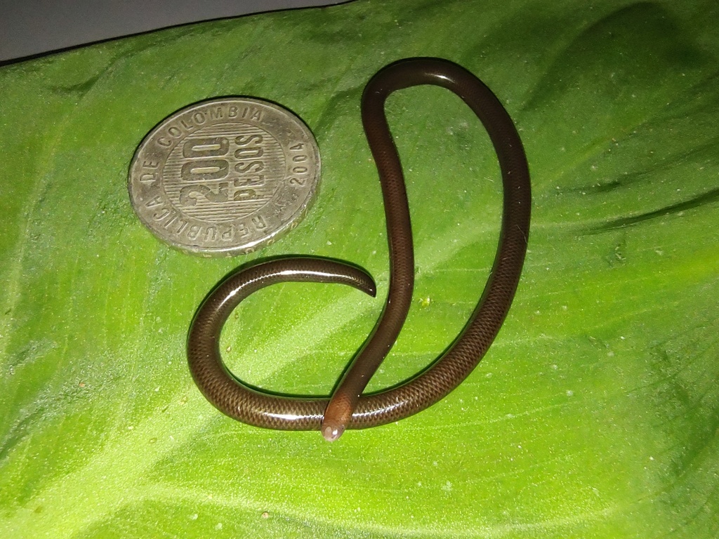 Bonda Blind Snake