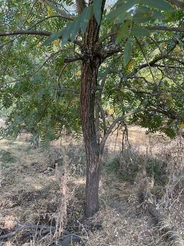 Image of Juglans hindsii by (c) Amelia Tauber, some rights reserved (CC BY)
